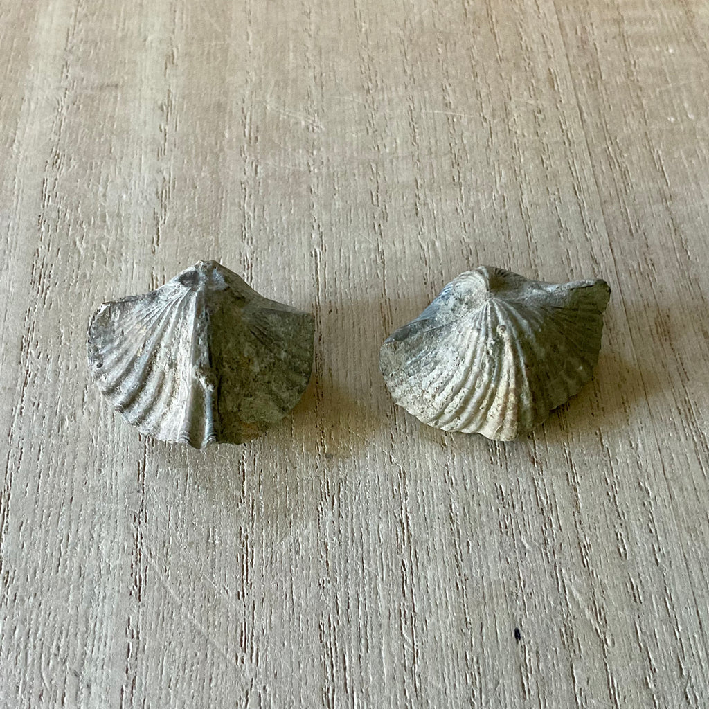 Clam Fossil (Brachiopod Fossil)