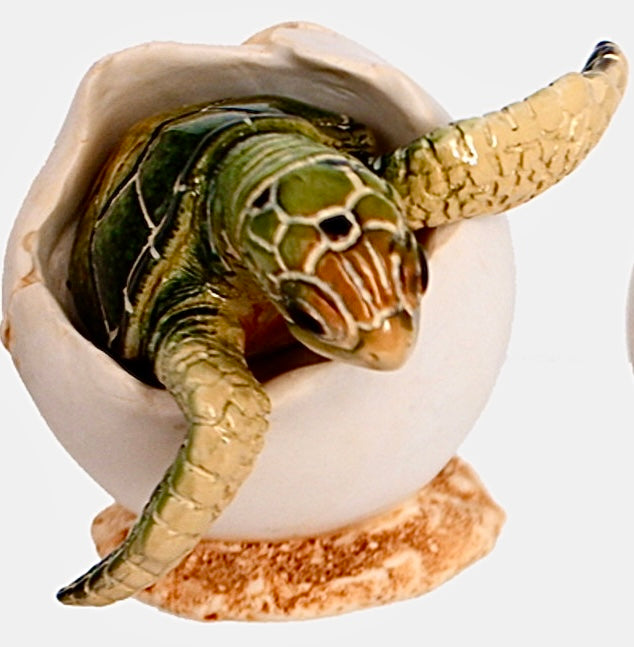 Hatching Baby Sea Turtle