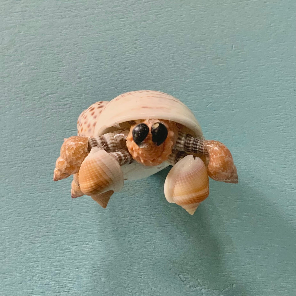 Hermit Crab Magnet