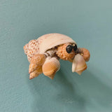 Hermit Crab Magnet