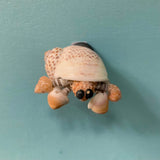 Hermit Crab Magnet
