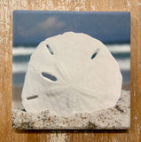 CA Sand Dollar Coaster