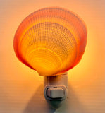 Natural Pink Ombré Clam Nightlight