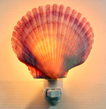 Pink Pecten Shell Nightlight