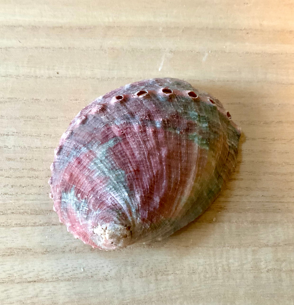 Natural Chino Abalone Shells