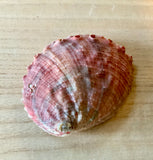 Natural Chino Abalone Shells