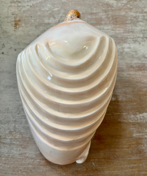 Volute Shell Sea Things Ventura