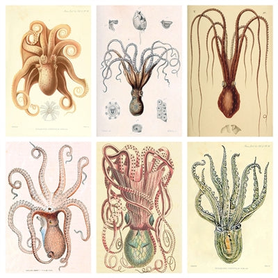 Vintage Octopus Matchbox