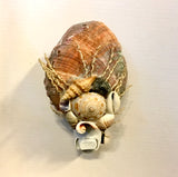 Abalone Shell Nightlight