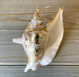 Gold Leaf Shell Ornament