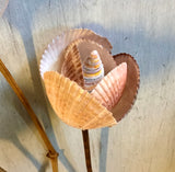 Tahitian Shell Shimmer Rose