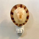 Limpet Shell Nightlight