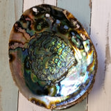 Large Green Abalone Seashell