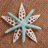Starfish Shell Star Ornament