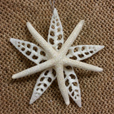 Starfish Shell Star Ornament