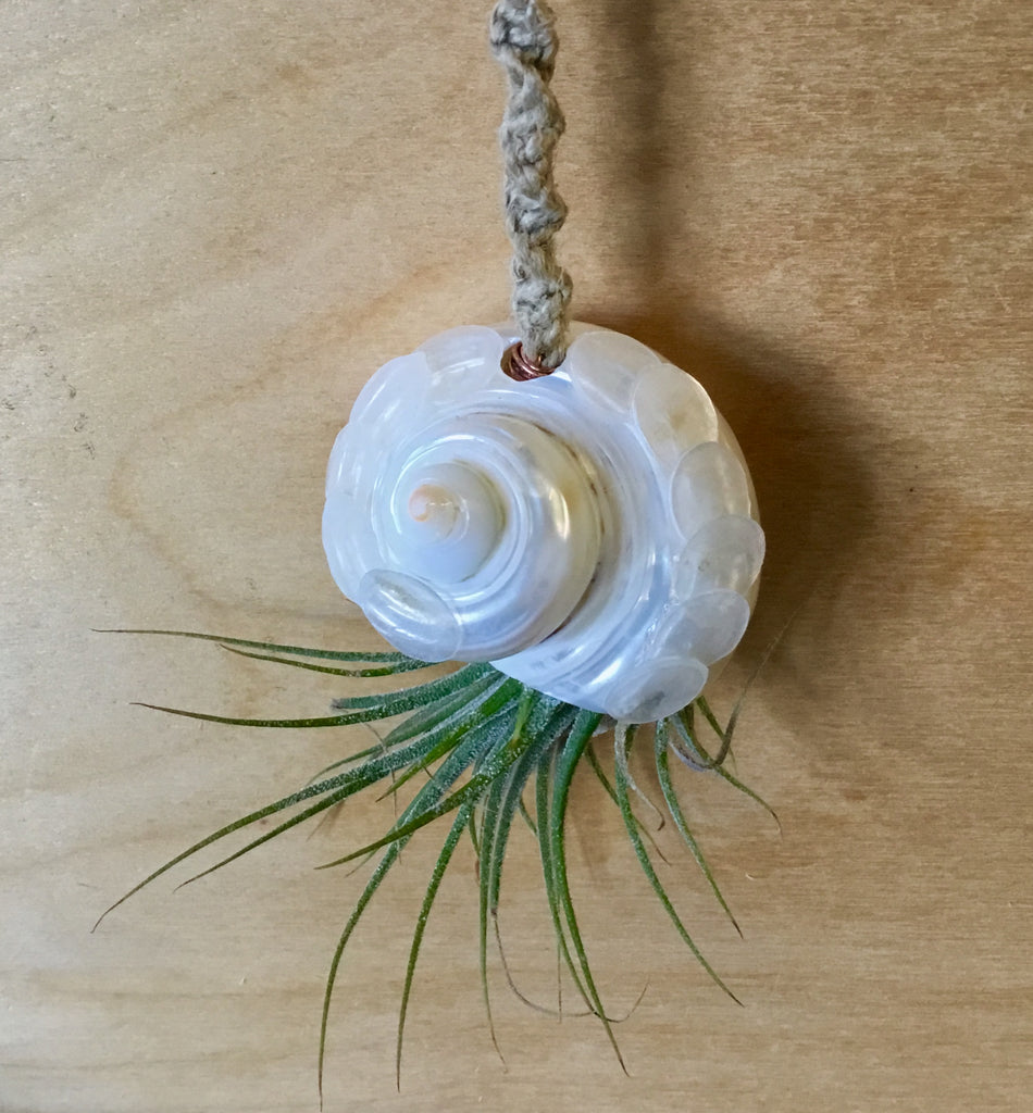 Seashell Car Charm Air Plant Hanger
