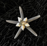 Colorful Starfish Shell Magnet