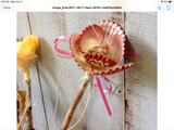 Rainbow Scallop Flower