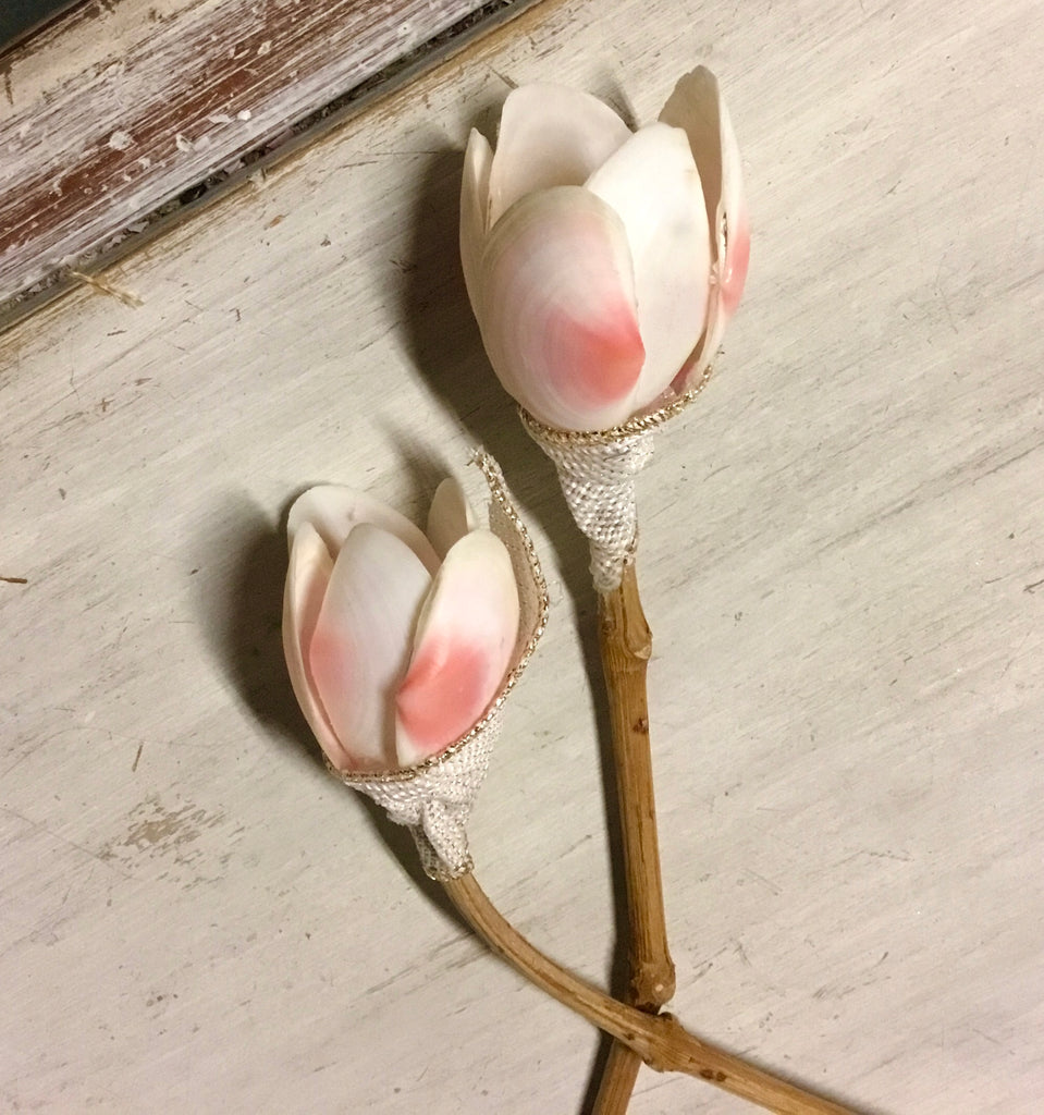 Tellina Shell Tulip