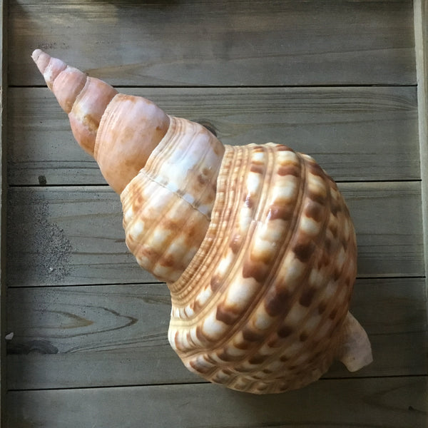 Triton Shells Sea Things Ventura