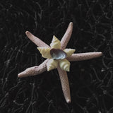 Colorful Starfish Shell Magnet
