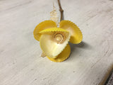 Rainbow Scallop Flower