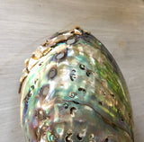 Abalone Shell Nightlight