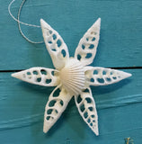 Snowflake Sandollar Star