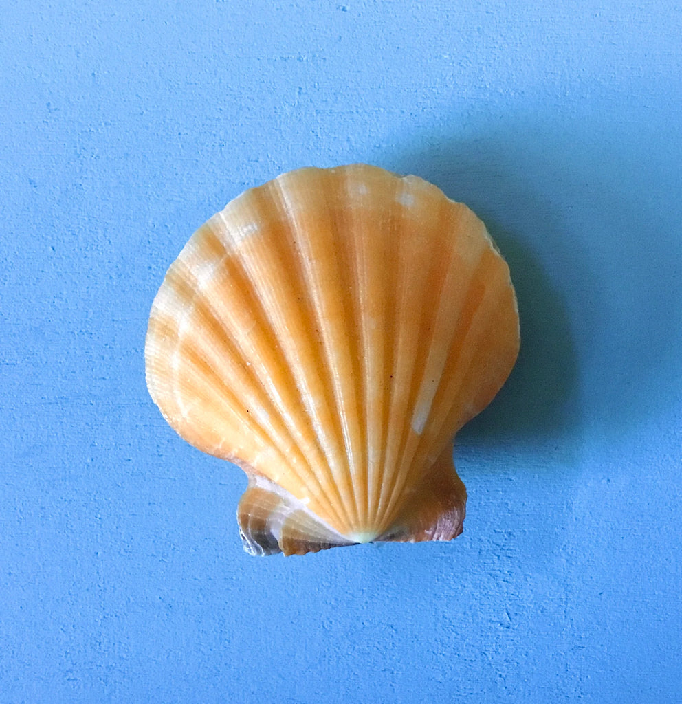 Valentine Treasure Shell