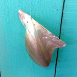 Coastal Blush Capiz Windchime