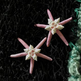 Colorful Starfish Shell Magnet