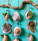 Driftwood Seashell Air Plant Mobile
