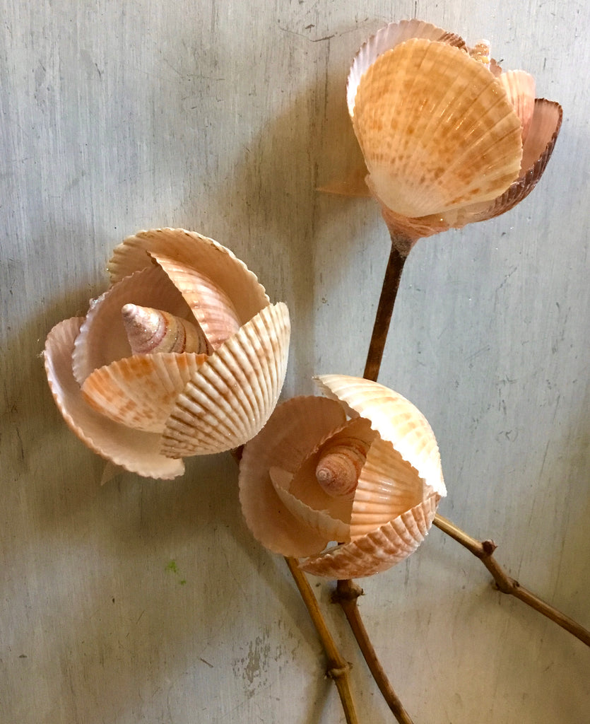 Tahitian Shell Shimmer Rose