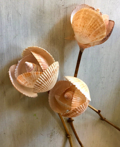 Tahitian Shell Shimmer Rose