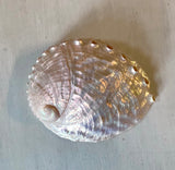 Polished Chino Abalone Shell