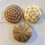 Alfonso Sea Urchin