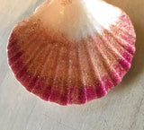 Mermaid Fin Scallop Ornament