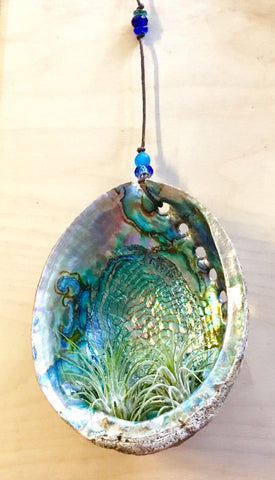 Abalone Plant Hanger