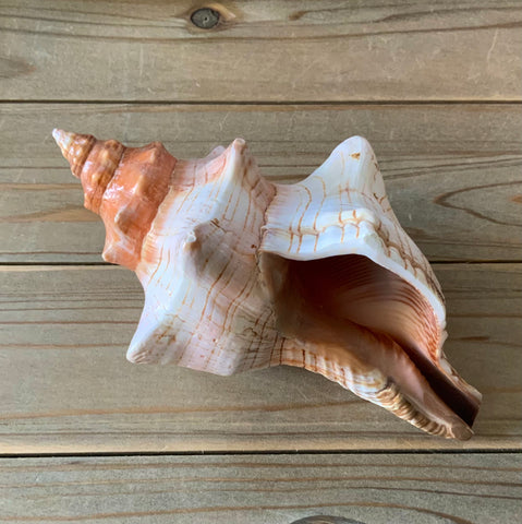 Fox Shell