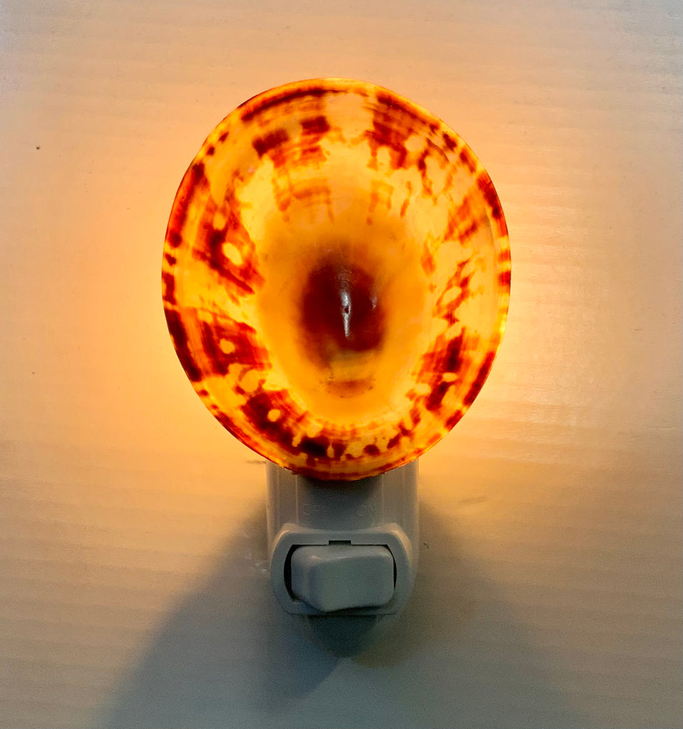 Limpet Shell Nightlight