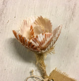 Rainbow Scallop Flower