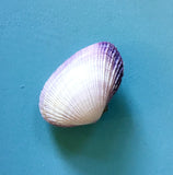 Valentine Treasure Shell