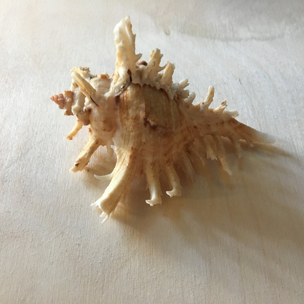 IMG_0700_grande.JPG?v=1742168443