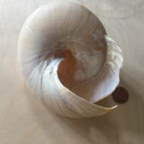 Slit Shell -Pleurotomariidae