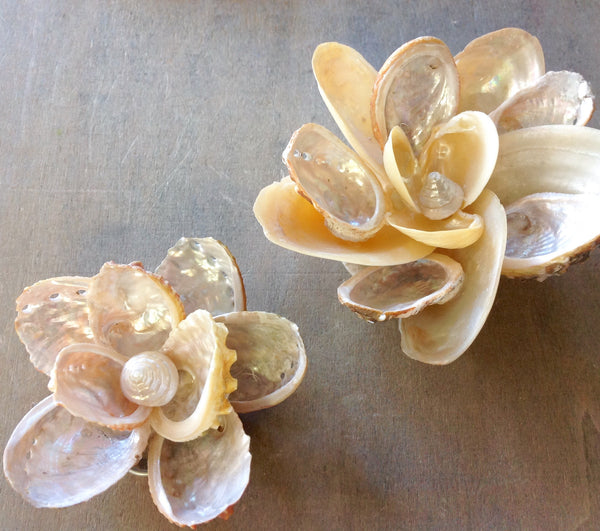 Seashell Wall Flower