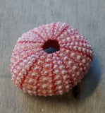 Naturally Colorful Pink Sea Urchin