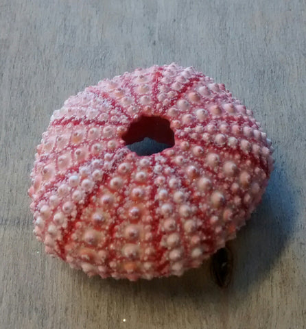 Naturally Colorful Pink Sea Urchin