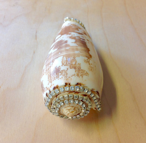 Jeweled Shells Sea Things Ventura