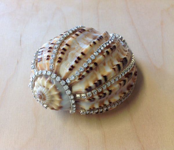 Jeweled Shells Sea Things Ventura