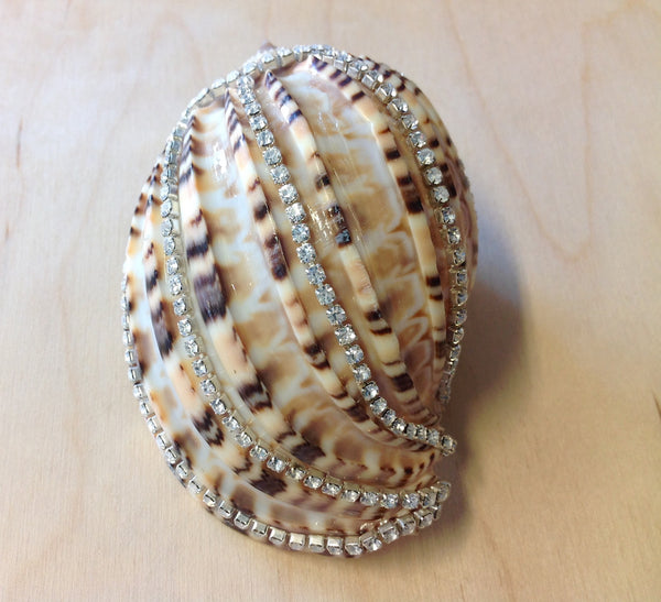 Jeweled Shells Sea Things Ventura